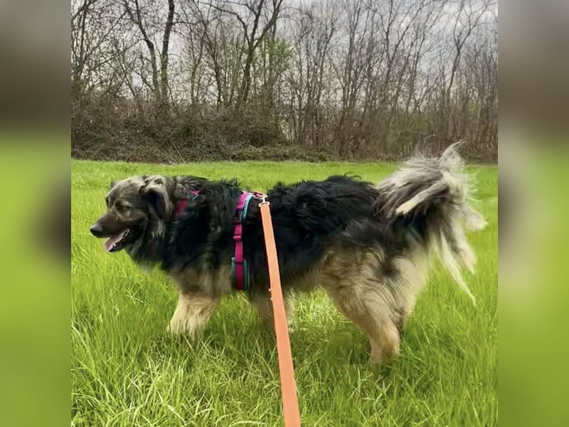 Billy braucht ein Zuhause