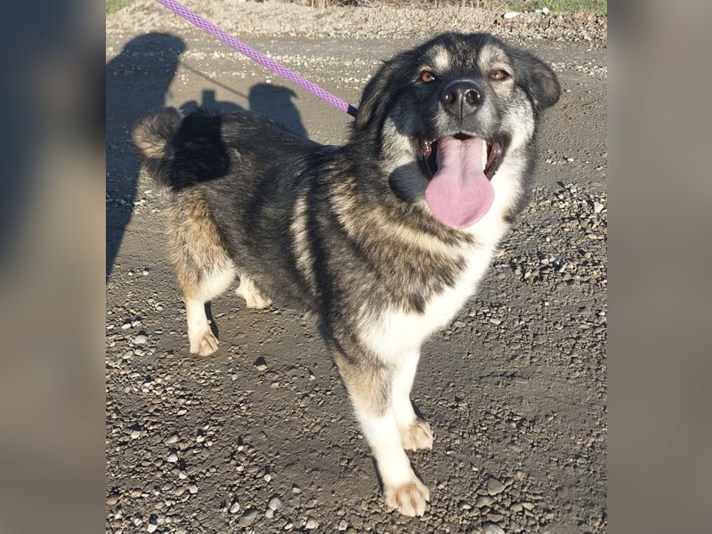 Aurora eine gutmütige große Hündin