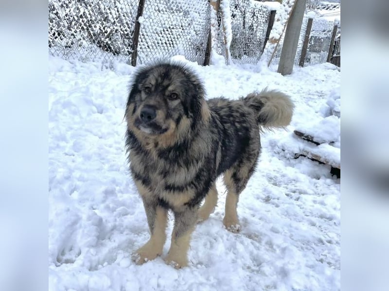Garry ein treudoffer gutmütiger Hundebub