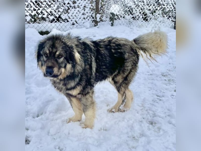Garry ein treudoffer gutmütiger Hundebub