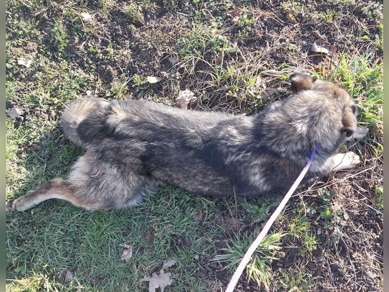 Aurora eine gutmütige große Hündin