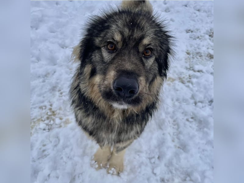 Garry ein treudoffer gutmütiger Hundebub