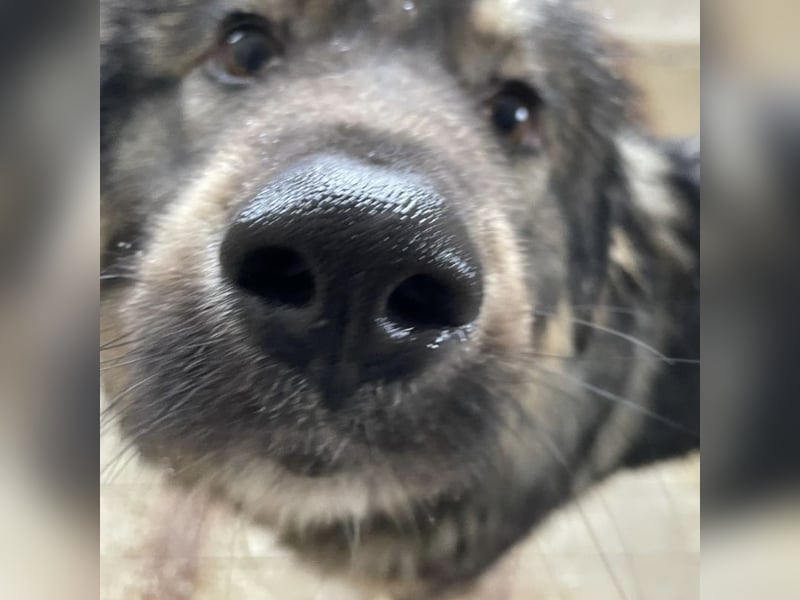 Garry ein treudoffer gutmütiger Hundebub