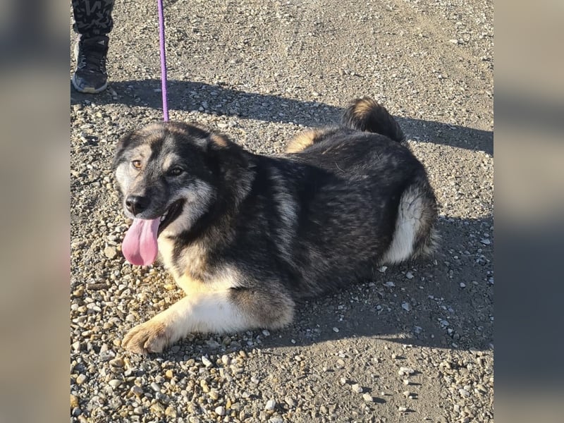 Aurora eine gutmütige große Hündin