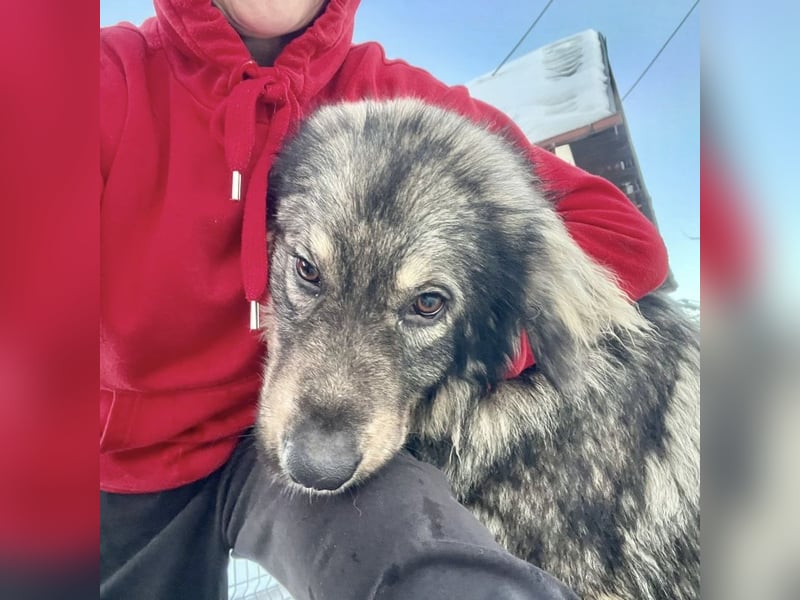 Garry ein treudoffer gutmütiger Hundebub