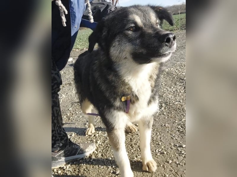 Aurora eine gutmütige große Hündin