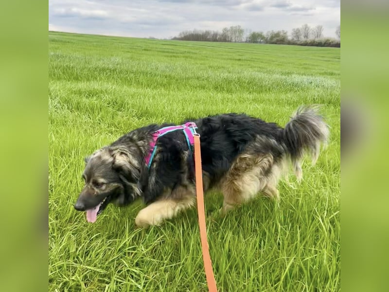 Billy braucht ein Zuhause