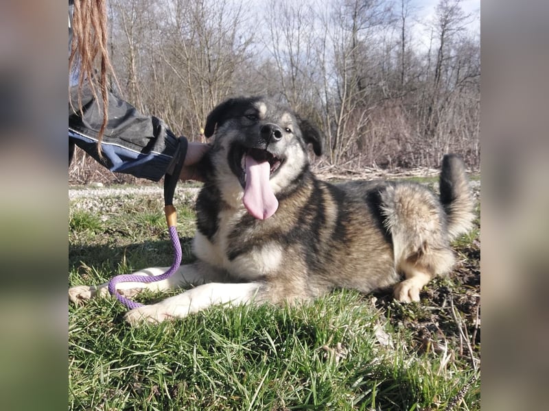 Aurora eine gutmütige große Hündin