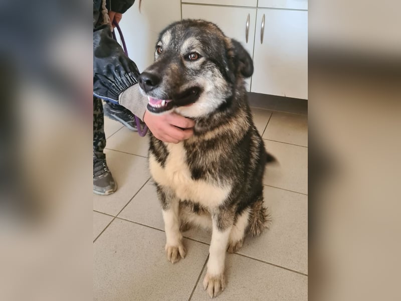 Aurora eine gutmütige große Hündin