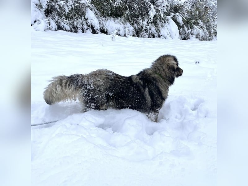 Garry ein treudoffer gutmütiger Hundebub