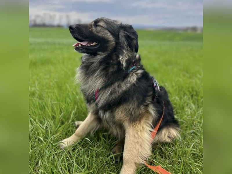 Billy braucht ein Zuhause