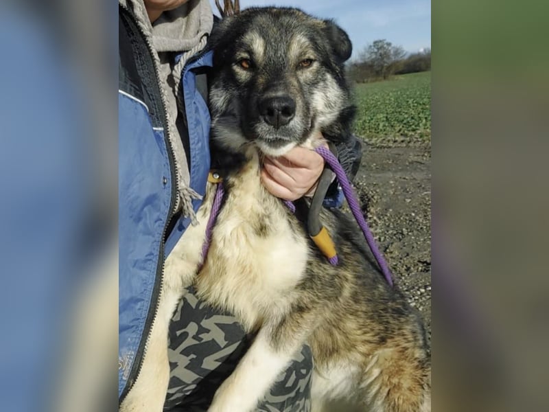 Aurora eine gutmütige große Hündin