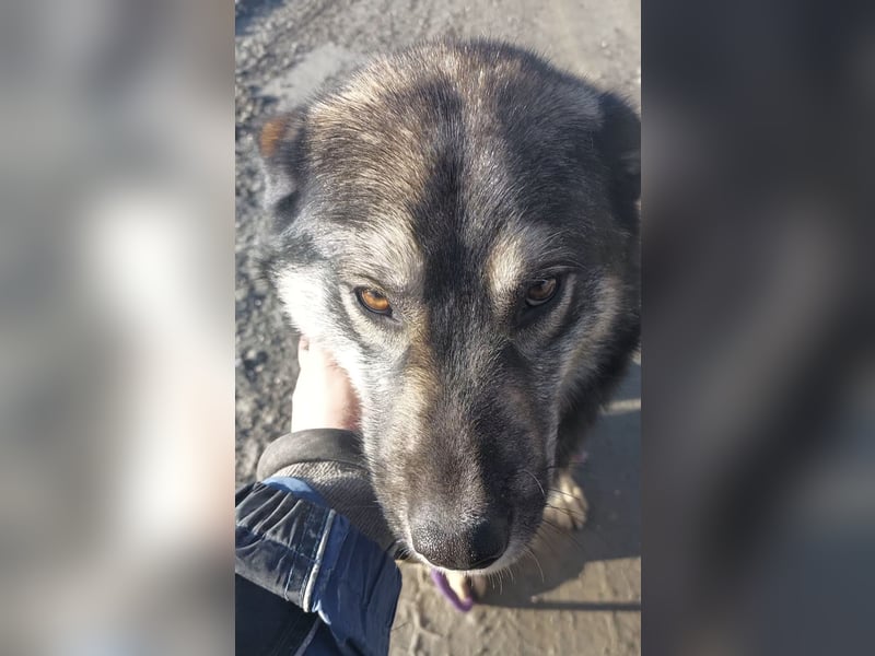 Aurora eine gutmütige große Hündin