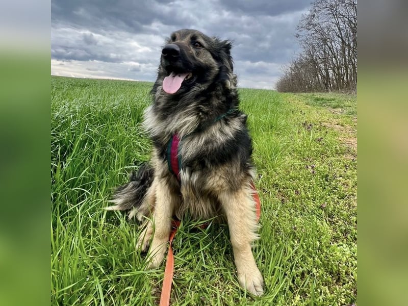 Billy braucht ein Zuhause