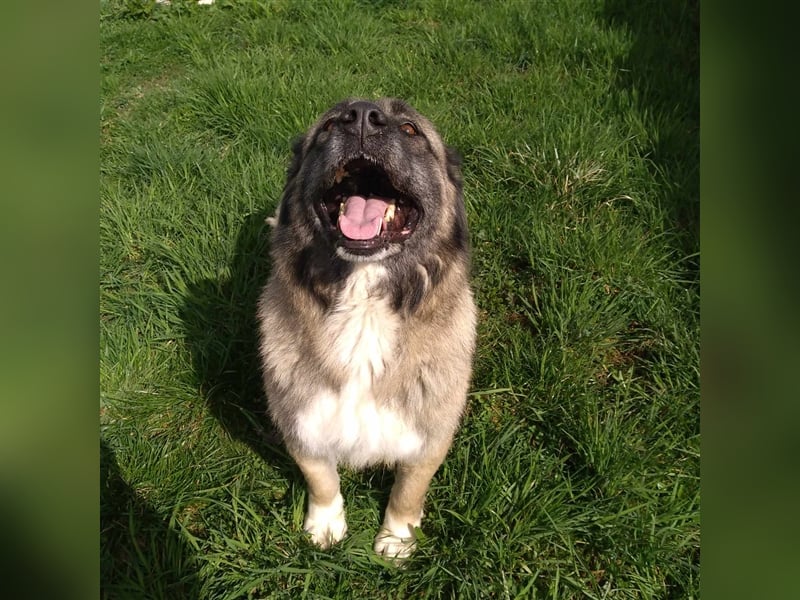 Bigi-Sarplaninac sucht sein Zuhause