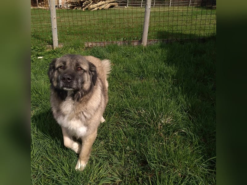 Bigi-Sarplaninac sucht sein Zuhause