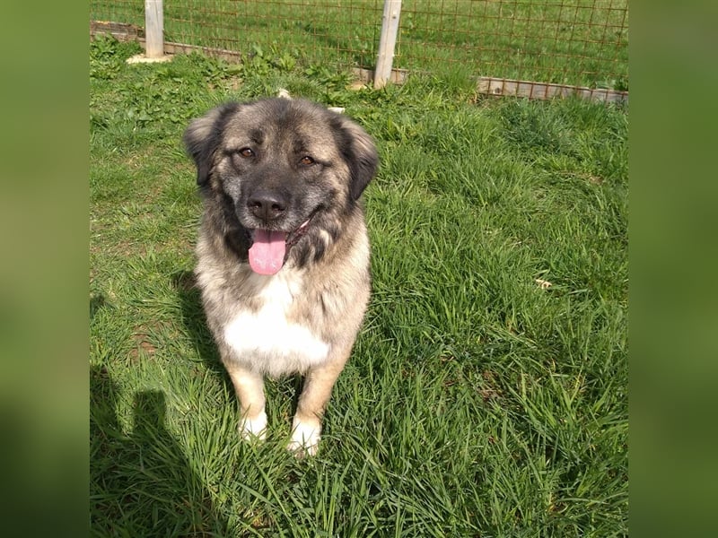 Bigi-Sarplaninac sucht sein Zuhause