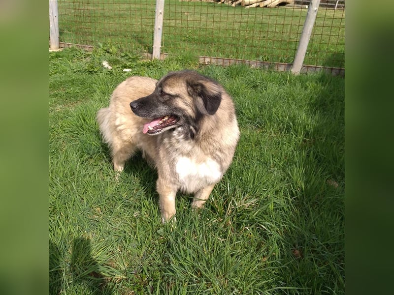 Bigi-Sarplaninac sucht sein Zuhause