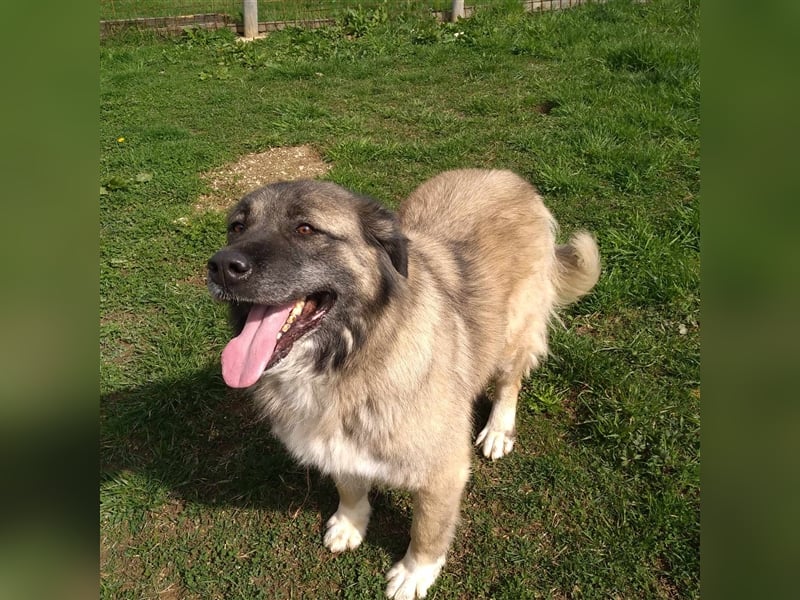 Bigi-Sarplaninac sucht sein Zuhause