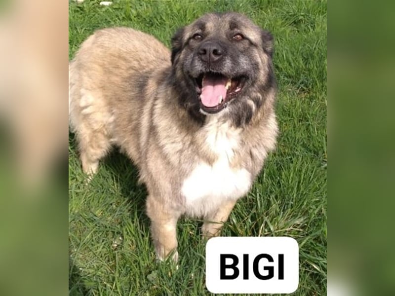 Bigi-Sarplaninac sucht sein Zuhause