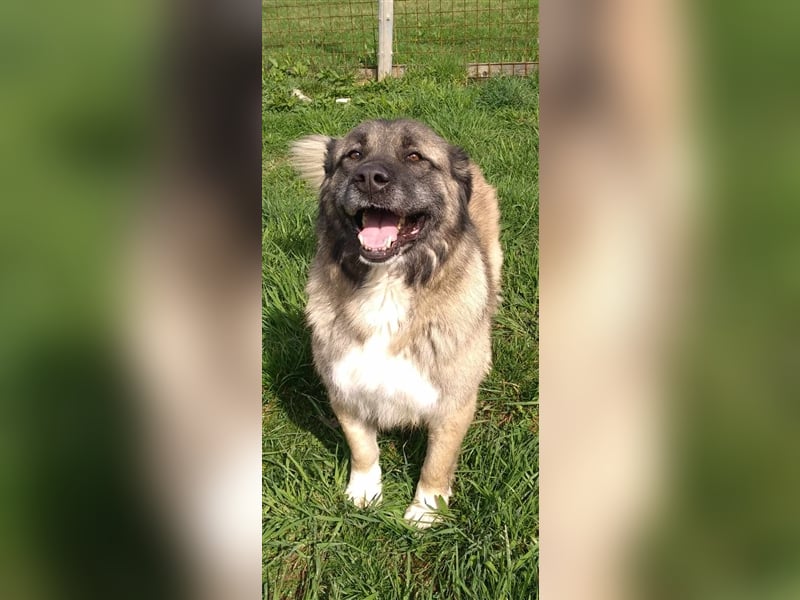 Bigi-Sarplaninac sucht sein Zuhause