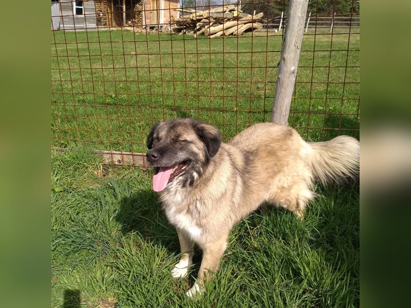 Bigi-Sarplaninac sucht sein Zuhause