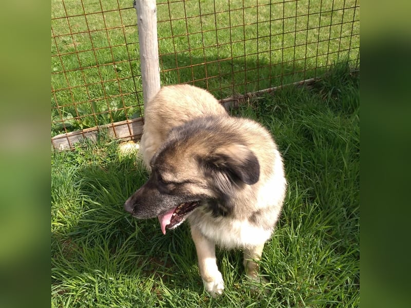 Bigi-Sarplaninac sucht sein Zuhause