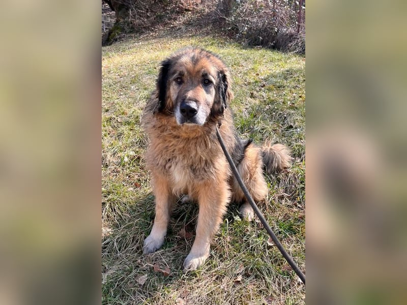 Bruce ❤️ so lieber + verträglicher Rüde!