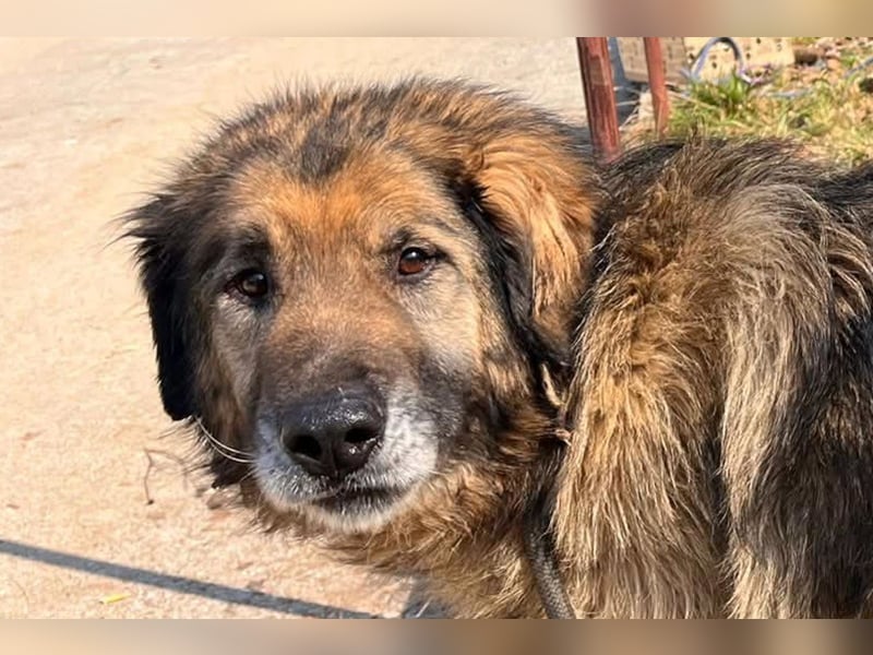 Bruce ❤️ so lieber + verträglicher Rüde!