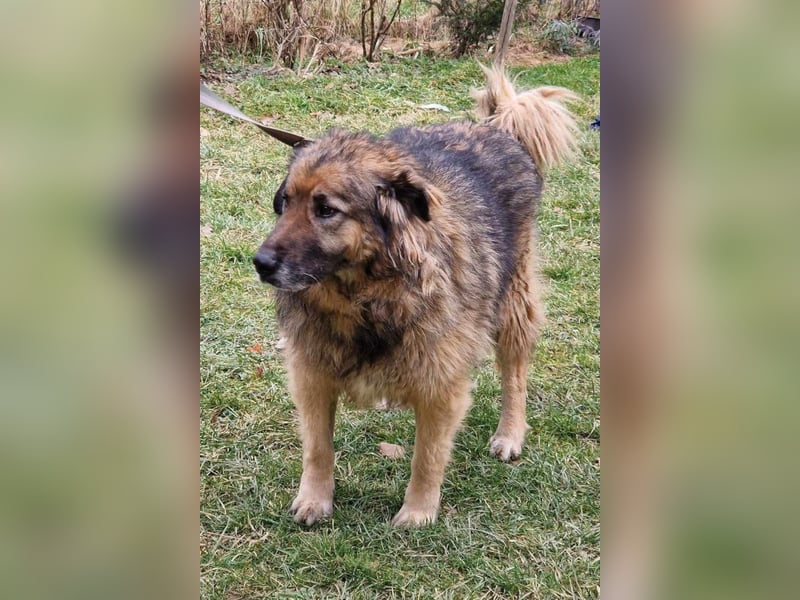 Bruce ❤️ so lieber + verträglicher Rüde!