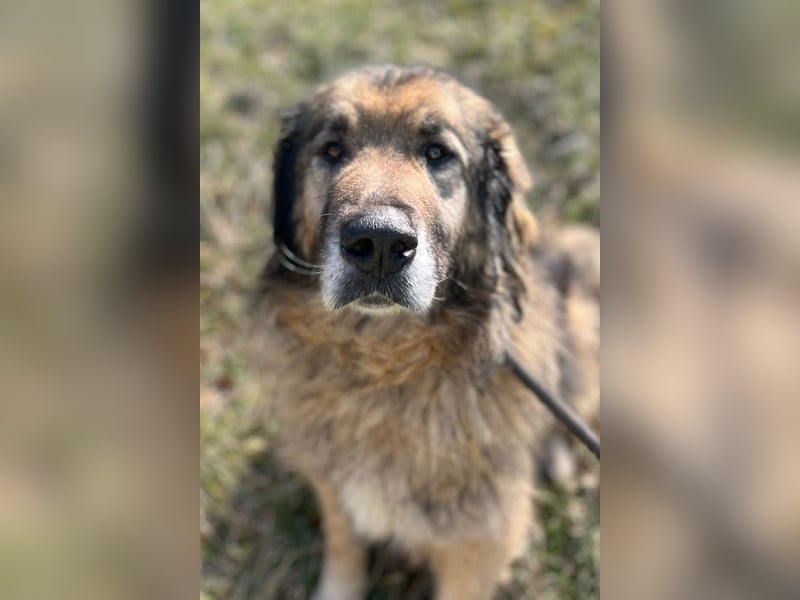 Bruce ❤️ so lieber + verträglicher Rüde!