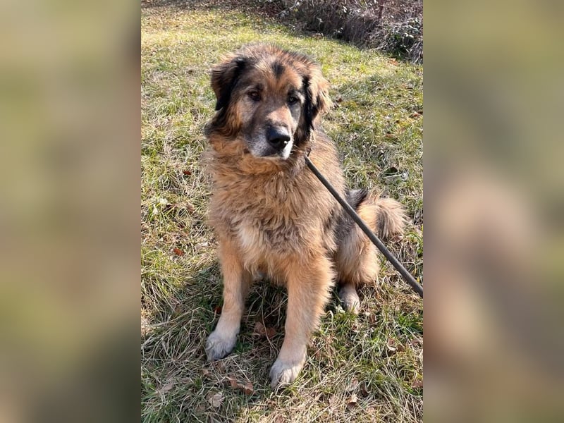 Bruce ❤️ so lieber + verträglicher Rüde!