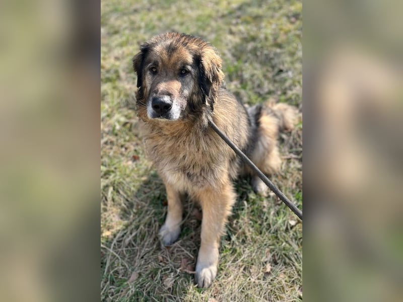Bruce ❤️ so lieber + verträglicher Rüde!
