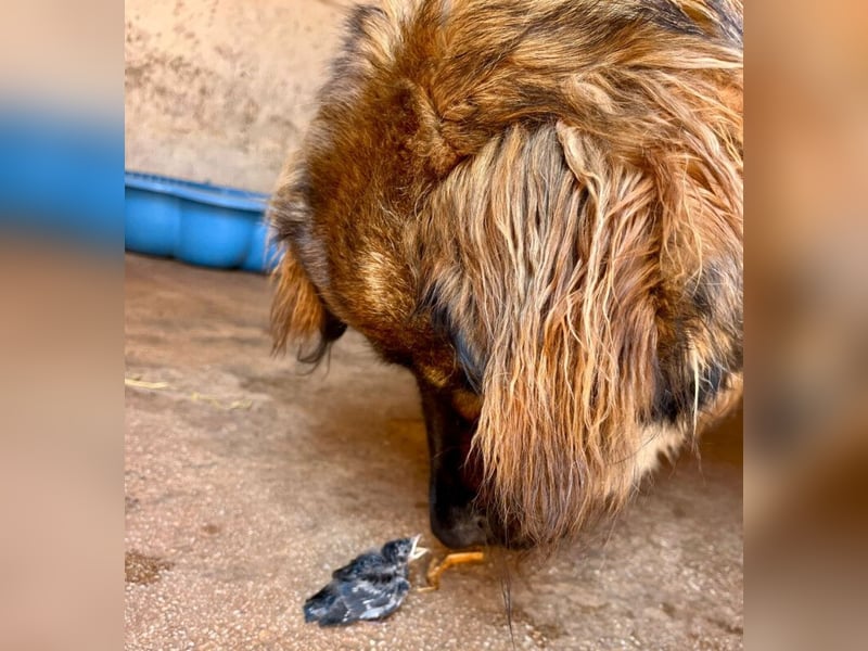 Gaston - großer Teddybär sucht seine Menschen - Tierhilfe Franken e.V.