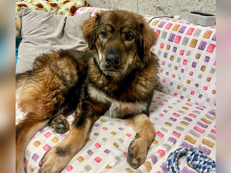 Gaston - großer Teddybär sucht seine Menschen - Tierhilfe Franken e.V.