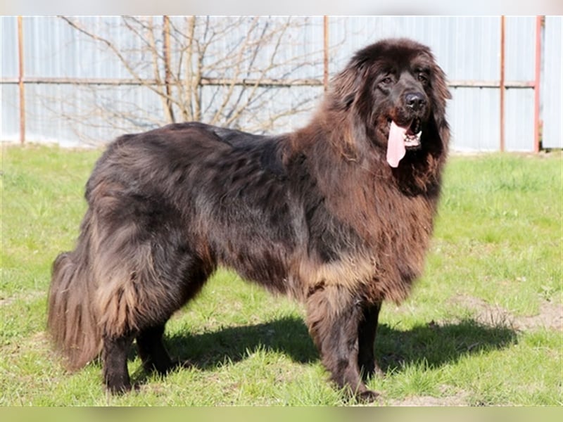 Simba, Sarplaniac, geb. 2013, sensibler Herdenschützer sucht sehr erfahrene Halter