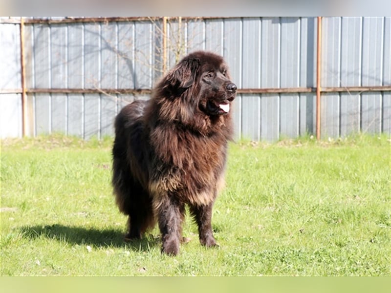 Simba, Sarplaniac, geb. 2013, sensibler Herdenschützer sucht sehr erfahrene Halter