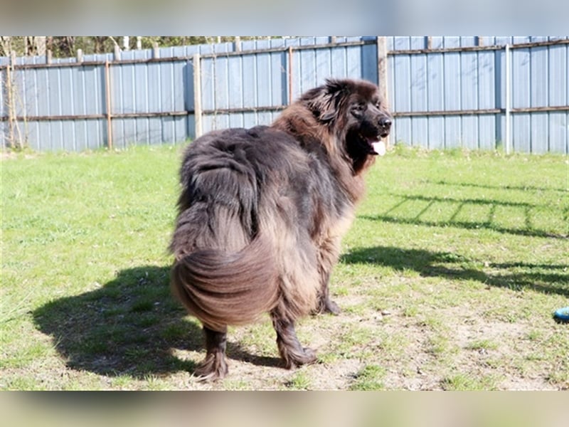 Simba, Sarplaniac, geb. 2013, sensibler Herdenschützer sucht sehr erfahrene Halter