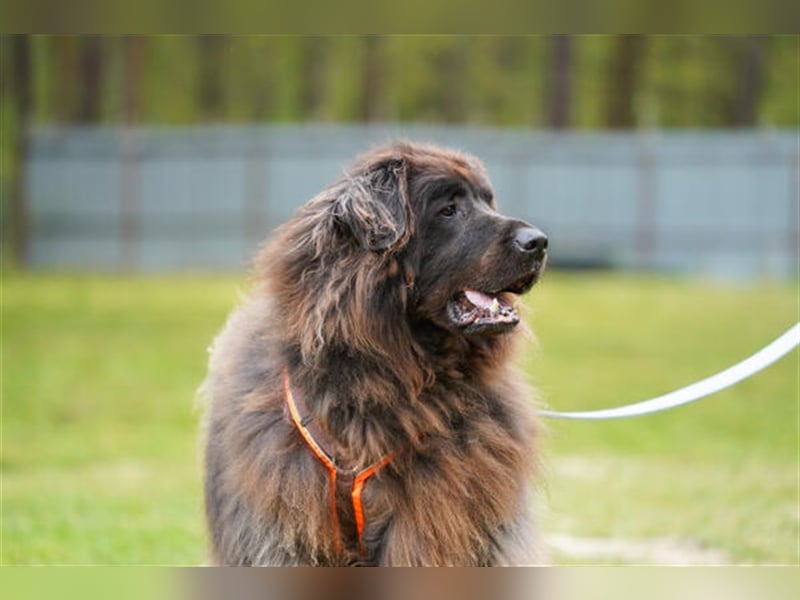 Simba, Sarplaniac, geb. 2013, sensibler Herdenschützer sucht sehr erfahrene Halter