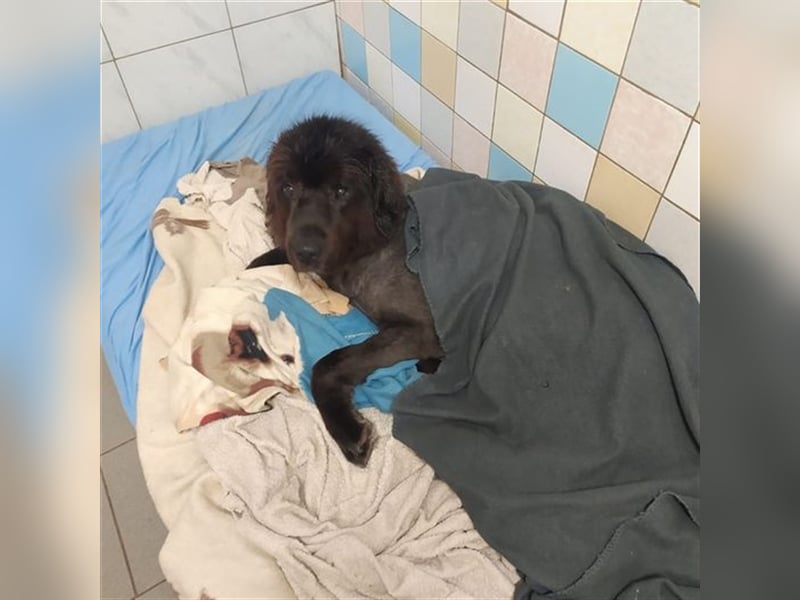 Simba, Sarplaniac, geb. 2013, sensibler Herdenschützer sucht sehr erfahrene Halter