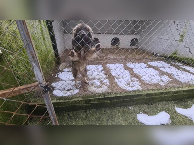 Ringo - gutmütiger Sarplaninac in Not