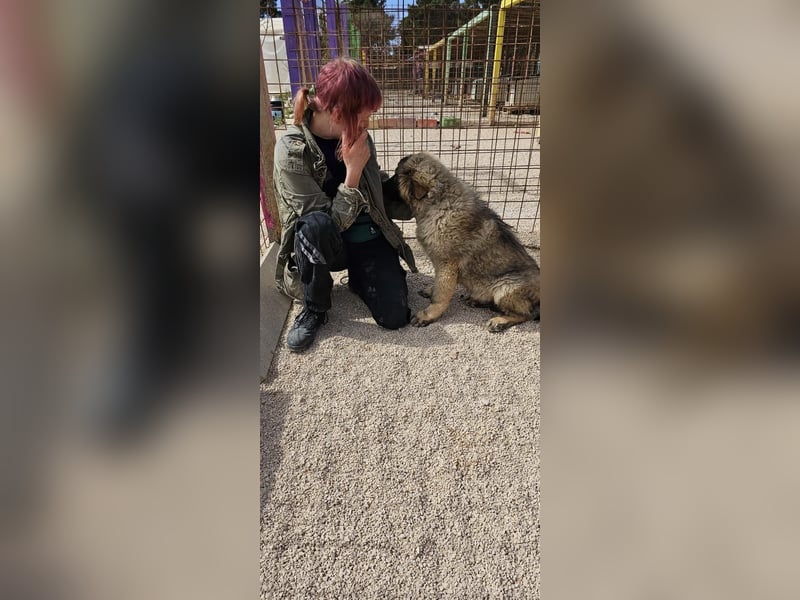 Aufgeschlossener Jozo sucht sein Zuhause ❤️
