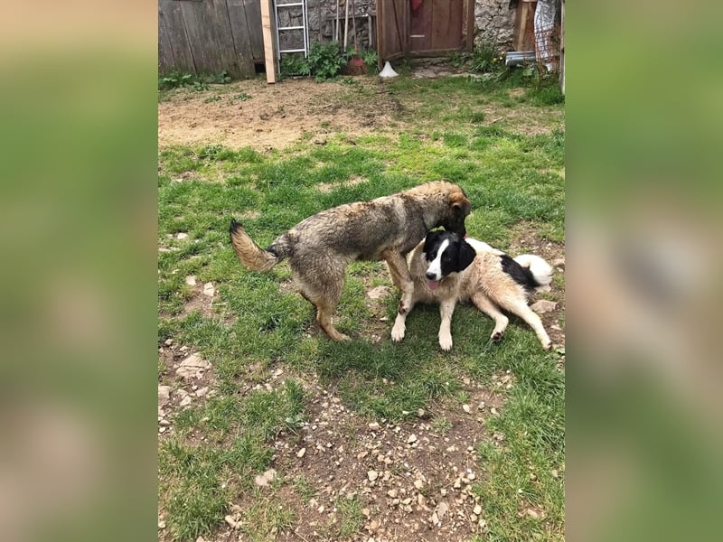 Sarplaninac-Schäfer Mischlings Rüde  Findus (Herden Schutzhund) Sucht ein erfahrenes zuhause