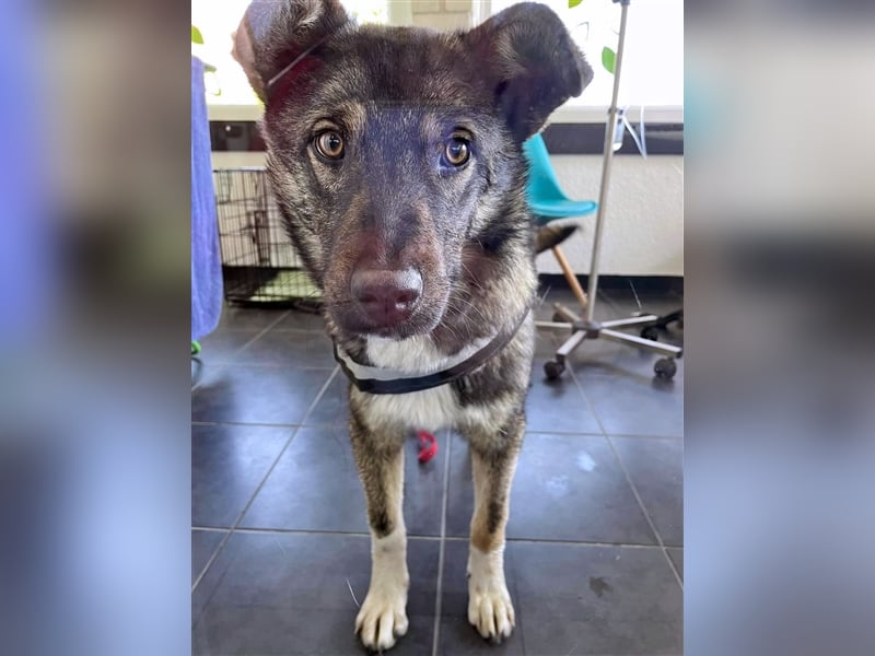 Sarplaninac-Schäfer Mischlings Rüde  Findus (Herden Schutzhund) Sucht ein erfahrenes zuhause