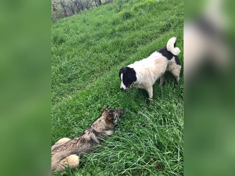Sarplaninac-Schäfer Mischlings Rüde  Findus (Herden Schutzhund) Sucht ein erfahrenes zuhause