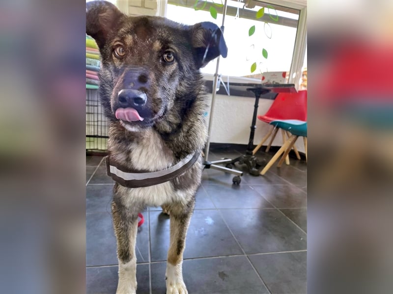 Sarplaninac-Schäfer Mischlings Rüde  Findus (Herden Schutzhund) Sucht ein erfahrenes zuhause