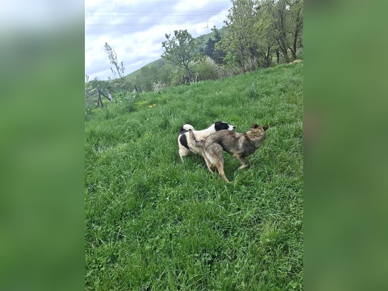 Sarplaninac-Schäfer Mischlings Rüde  Findus (Herden Schutzhund) Sucht ein erfahrenes zuhause