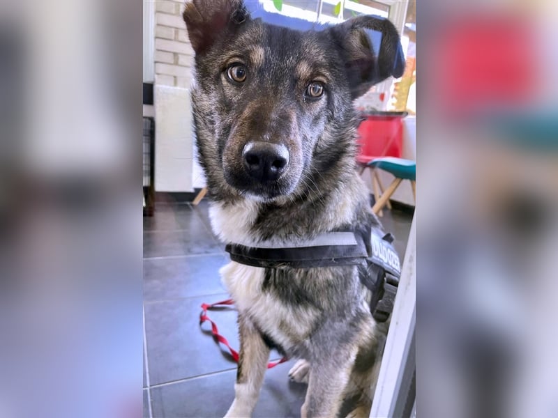 Sarplaninac-Schäfer Mischlings Rüde  Findus (Herden Schutzhund) Sucht ein erfahrenes zuhause