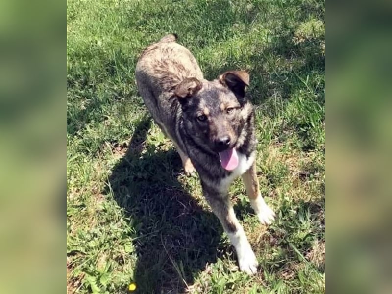 Sarplaninac-Schäfer Mischlings Rüde  Findus (Herden Schutzhund) Sucht ein erfahrenes zuhause