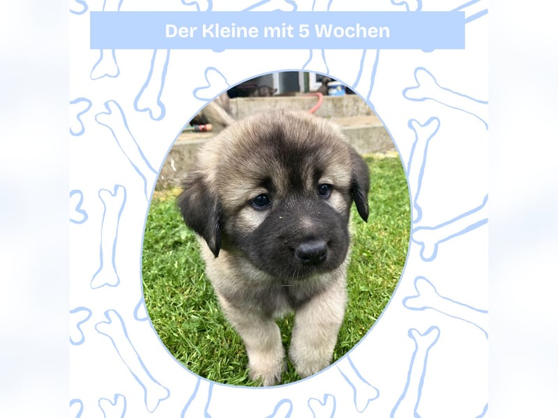 Sarplaninac-Welpe sucht neues Zuhause (Hirtenhund, Herdenschutzhund, Schäferhund)